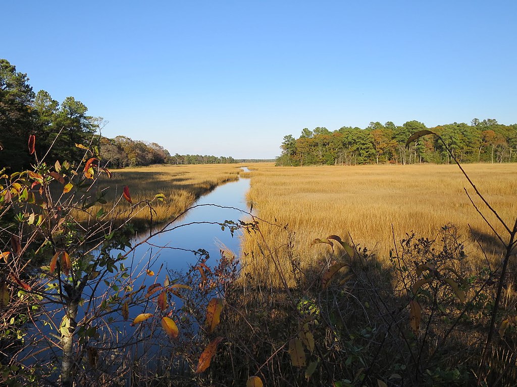 A view of a plantation field from a biking trail in Delaware.